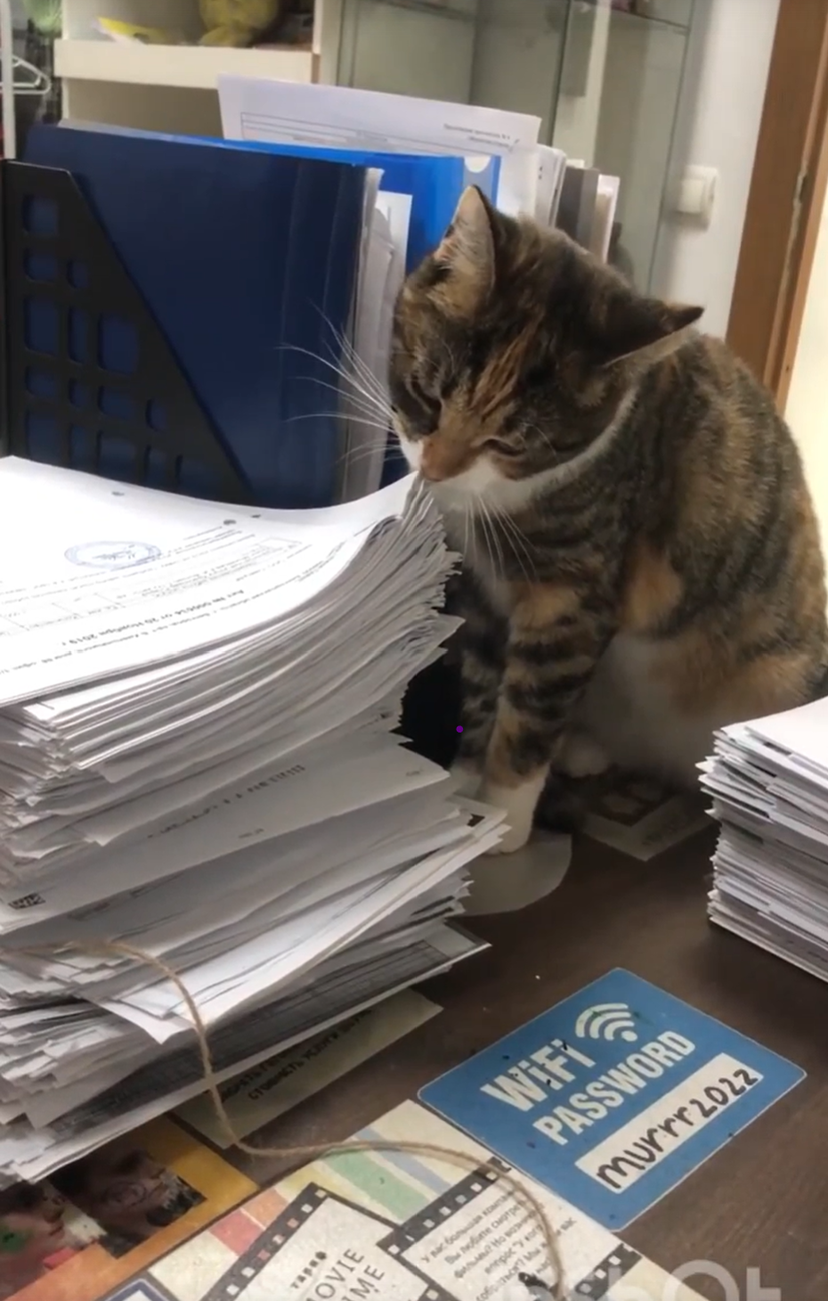 Котокафе Мурчелло г.Муром